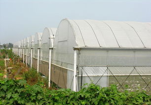 GLP625型薄膜連棟大棚特價供應 價格、廠家與圖片全解析