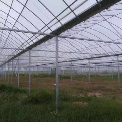 齊帝薄膜連棟大棚 現(xiàn)代農(nóng)業(yè)科技下的有機果蔬種植典范